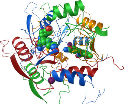 Epygen Labs Enzyme