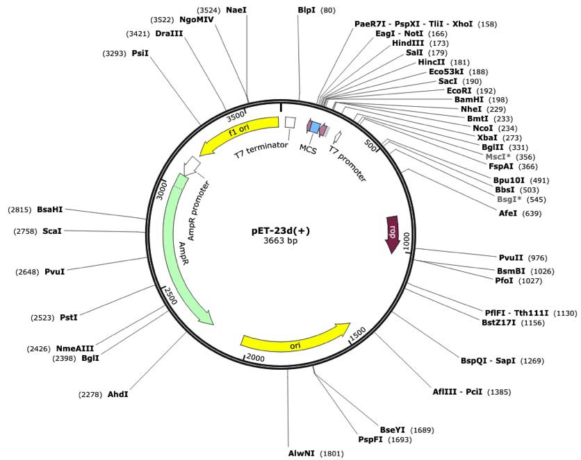 rSK Plasmid-Construct Gene-Map